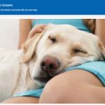 Dog Charity Website Audit